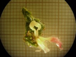 EMBRIONES SOMÁTICOS EMERGIENDO DE UNA HOJA DE UN ALCORNOQUE CENTENARIO