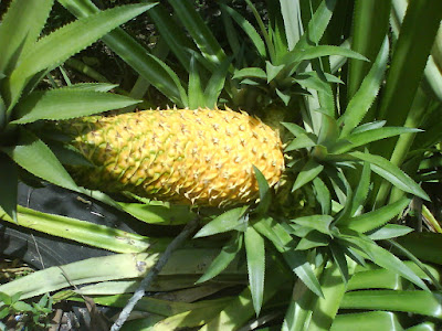 nenas bercabang 7