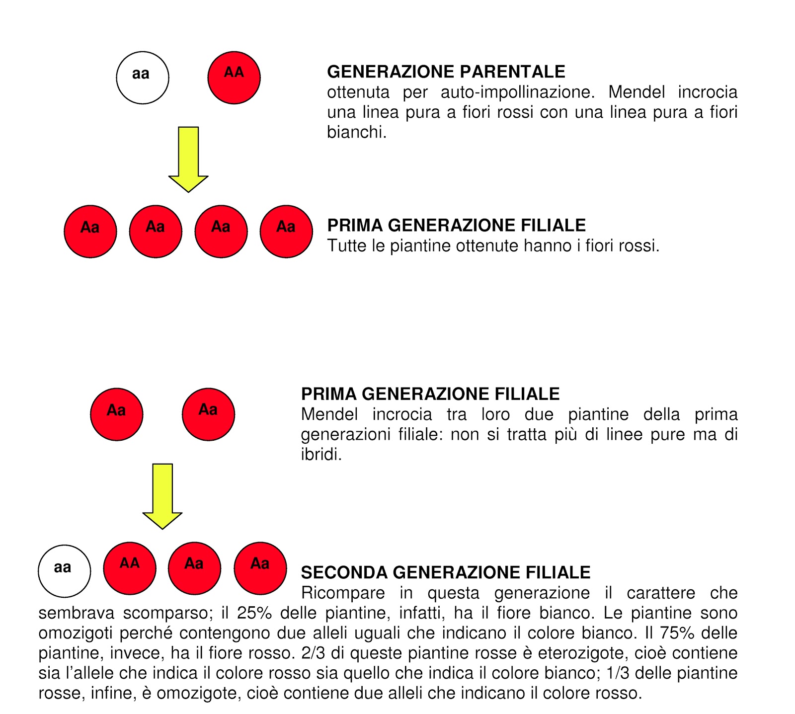 Science For Passion: Seconda legge di Mendel: un esercizio sulla ...