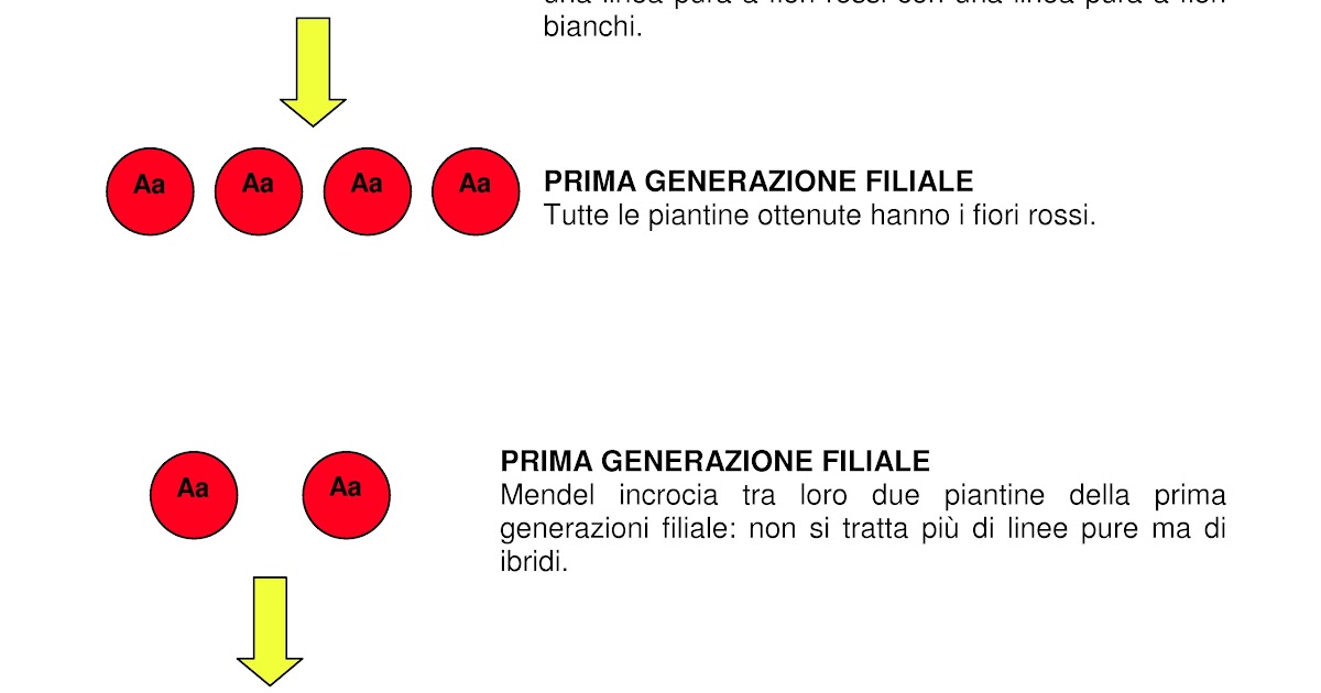 Eccezioni Alle Leggi Di Mendel