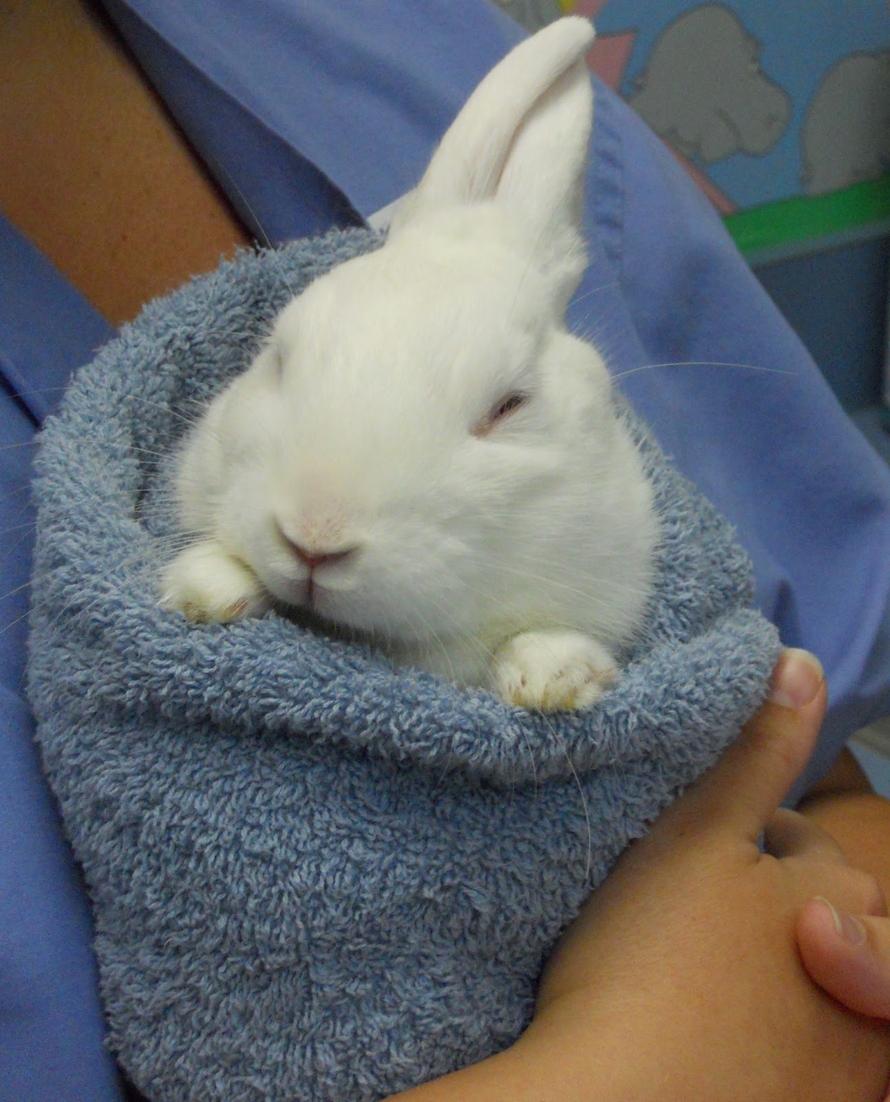 Rabbit Ramblings Bunny care The Bunny Burrito (with Alice, er, well, I mean Theodore)