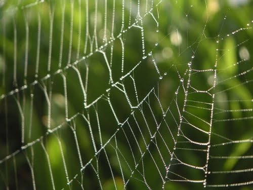 [spider-web.JPG]