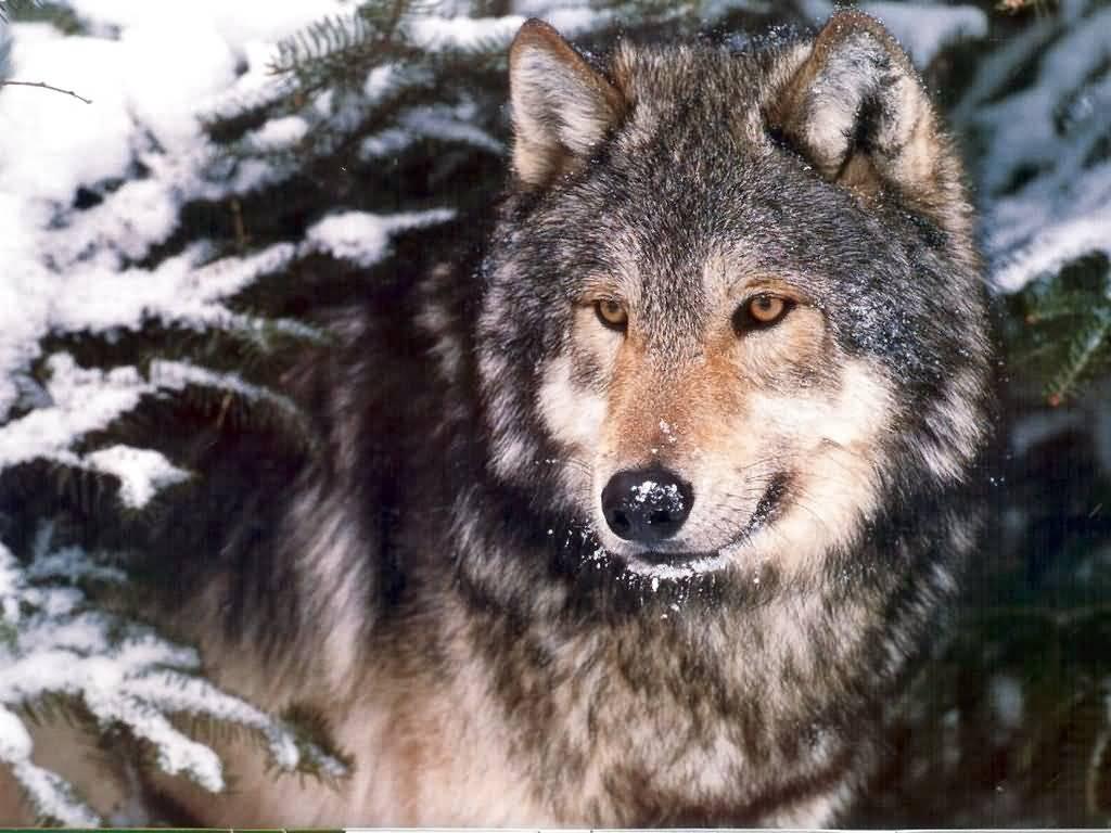 Wolf Snow Wolf Snow