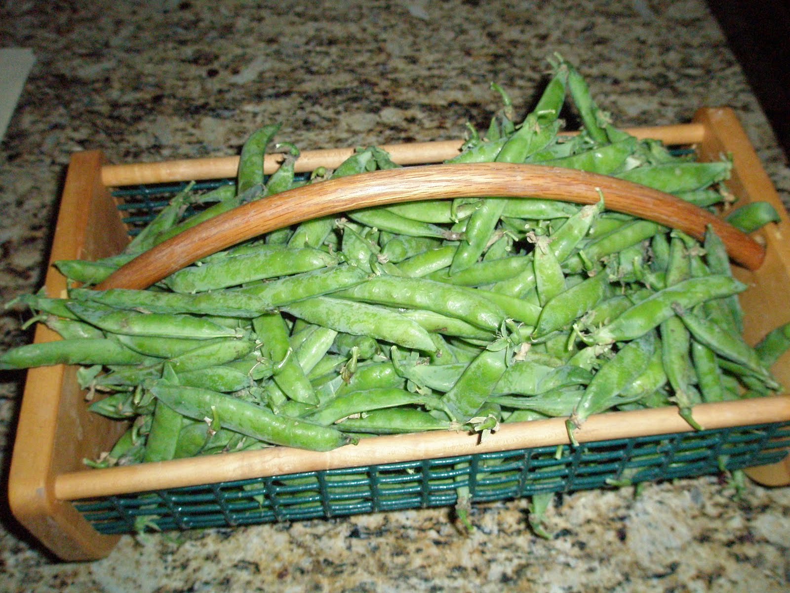 The Garden Plot Peas and Beans are ready for harvest.