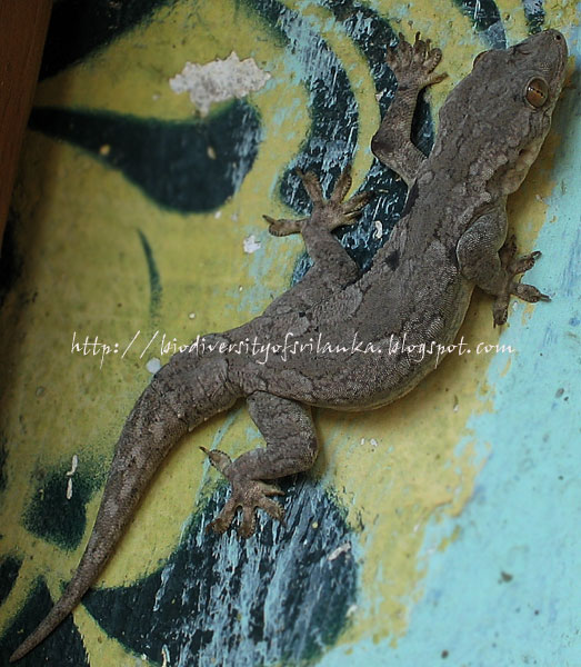Biodiversity of Sri Lanka: January 2011