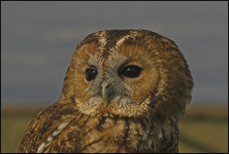 MONTS CORNWALL/KERNOW CORNISH BIRDS PREY 3 (THE OWL SET)