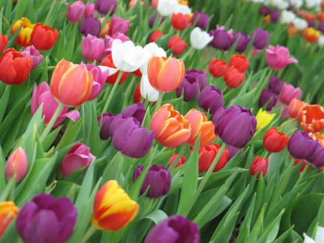 [Tulipsmall+021+(Small).jpg]