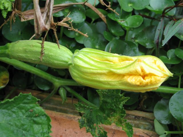 [SitioFeriado21Abril08b+228+(Small).jpg]