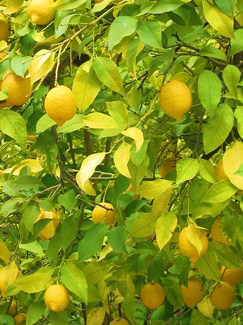 [lemon-tree-large.jpg]