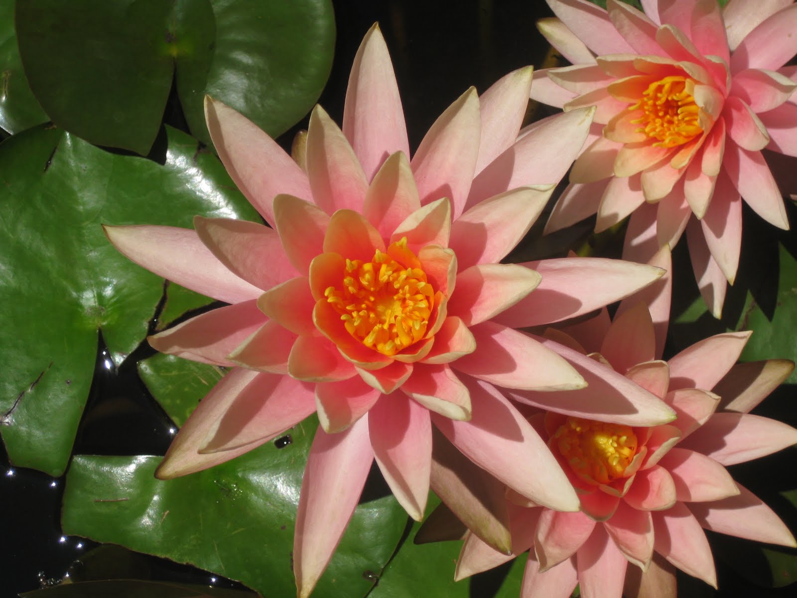 Flavors of the Sun Los Angeles The Flowers