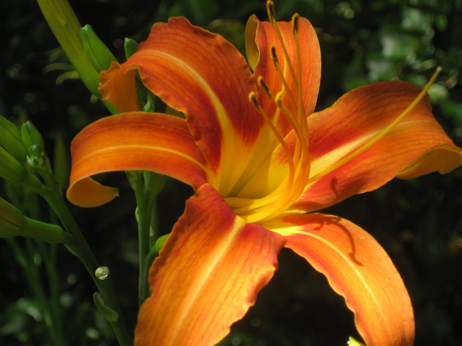 Flavors of the Sun Los Angeles The Flowers