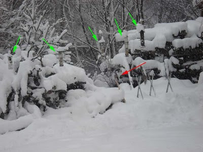 Birds and Feeders
