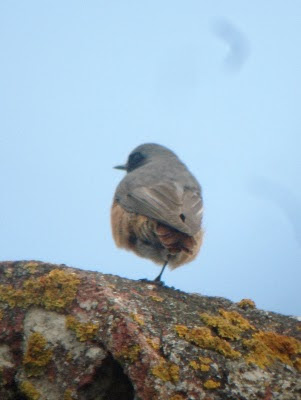 Hybrid Common Redstart x Black Redstart