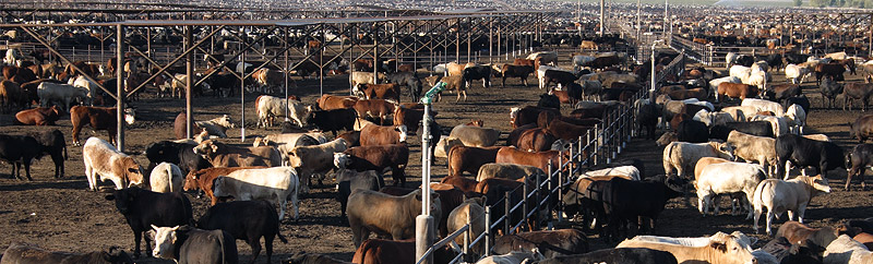 [fresnocoalinga_banner.jpg]