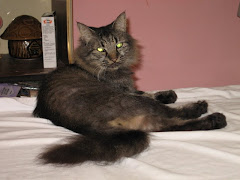 Alleycat