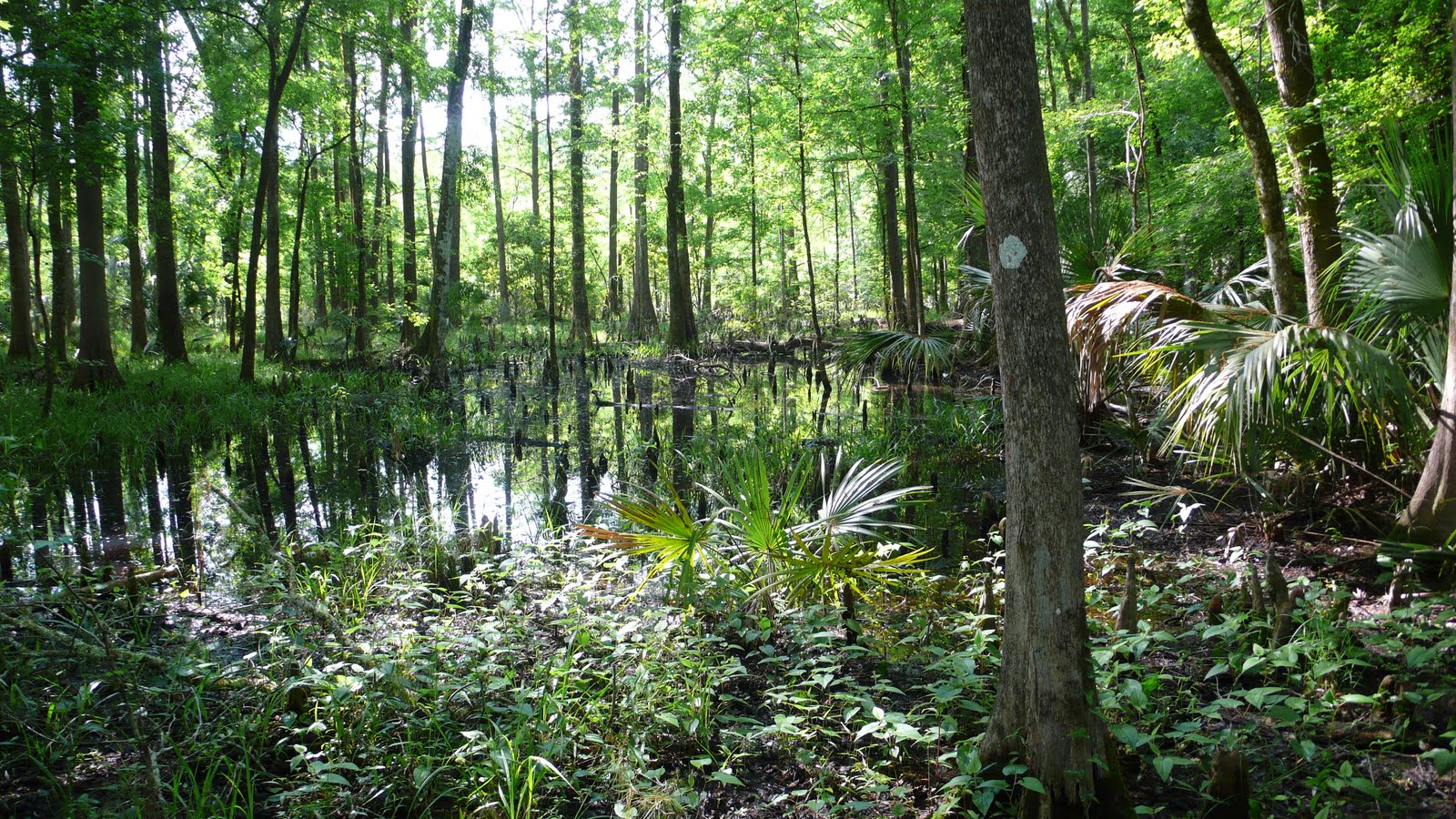 Legacy Marshall Swamp Trailhead