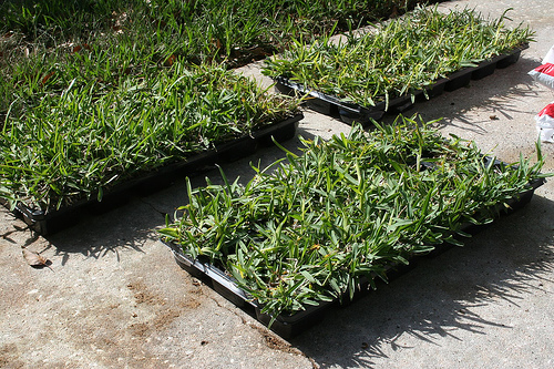 Jardines EEMN2: Practico Césped