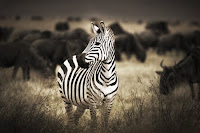 Zebra News