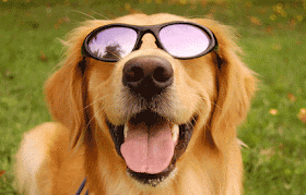 dog wearing sunglasses