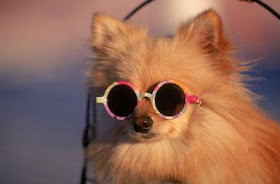pomeranian with sunglasses