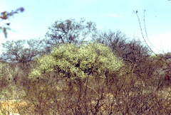 Imbuzeiro com intensa floração