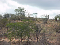 Área de caatinga degradada