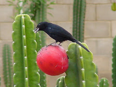 O fruto do mandacaru