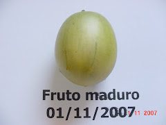 Fruto maduro do imbuzeiro no mês de novembro