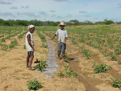 Irrigação de slavação na caatinga