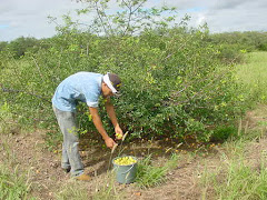 Colheita de imbu em planta jovem