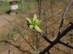 A flor do mamãozinho-de-veado