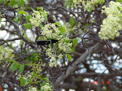 Vespa na flor do imbuzeiro III