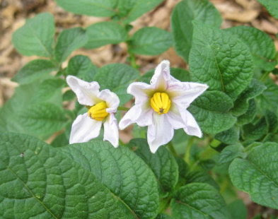 1st Potato flowers