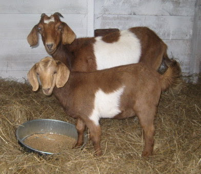 Our 2 new goats - Abigail & Bathsheba