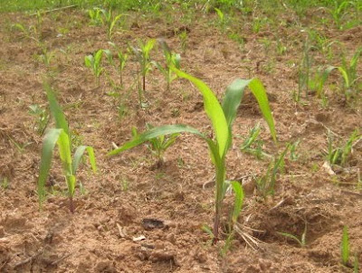 Close-up of growing corn