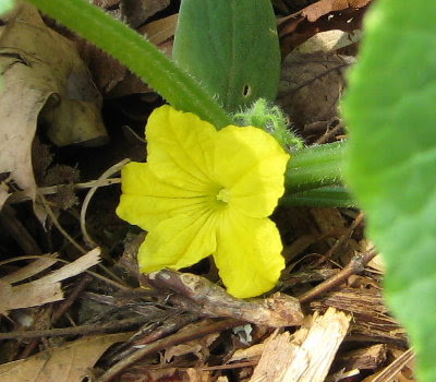 Bright yellow cuke flower