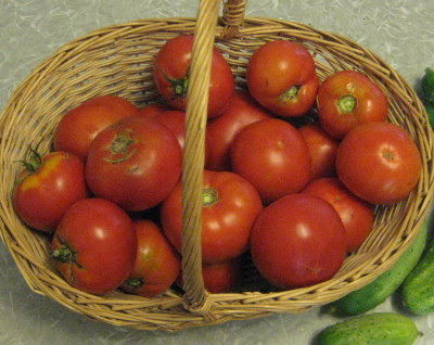 Basket of freshly picked garden tomatoes