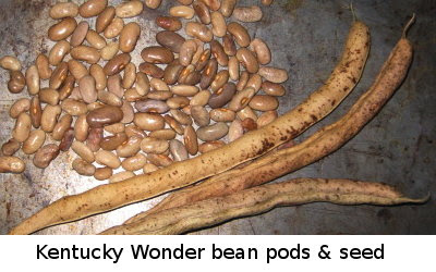 Saving bean seed