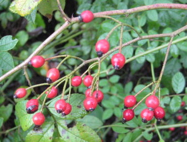 Rose hips in the wild