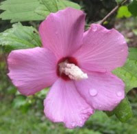 Hardy hibiscus, 1st color