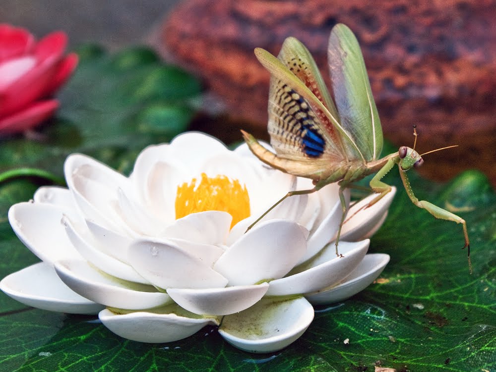 [Preying+Mantis+(1+of+1)-2.jpg]