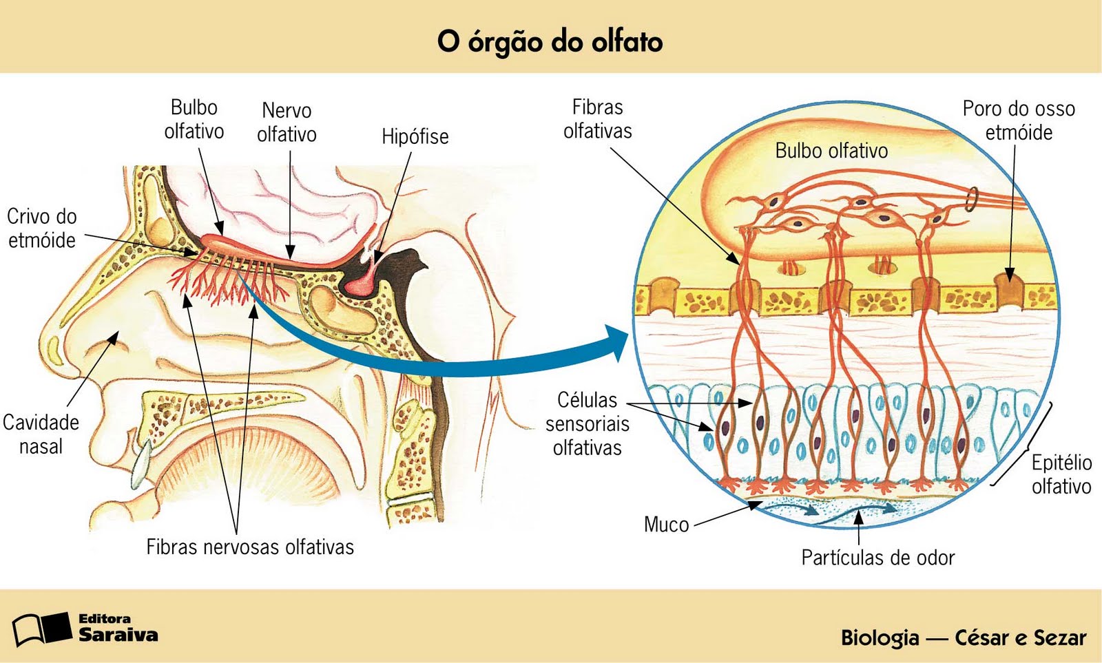 Sistema Sensorial: Olfato