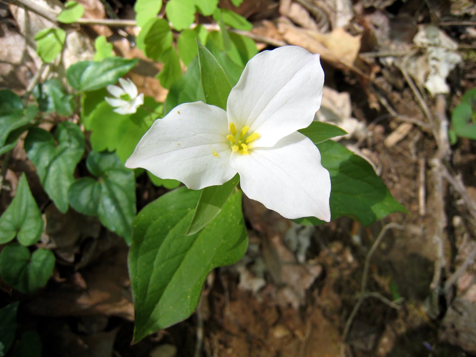 from the Tennessee Plateau Tennessee Wildflowers