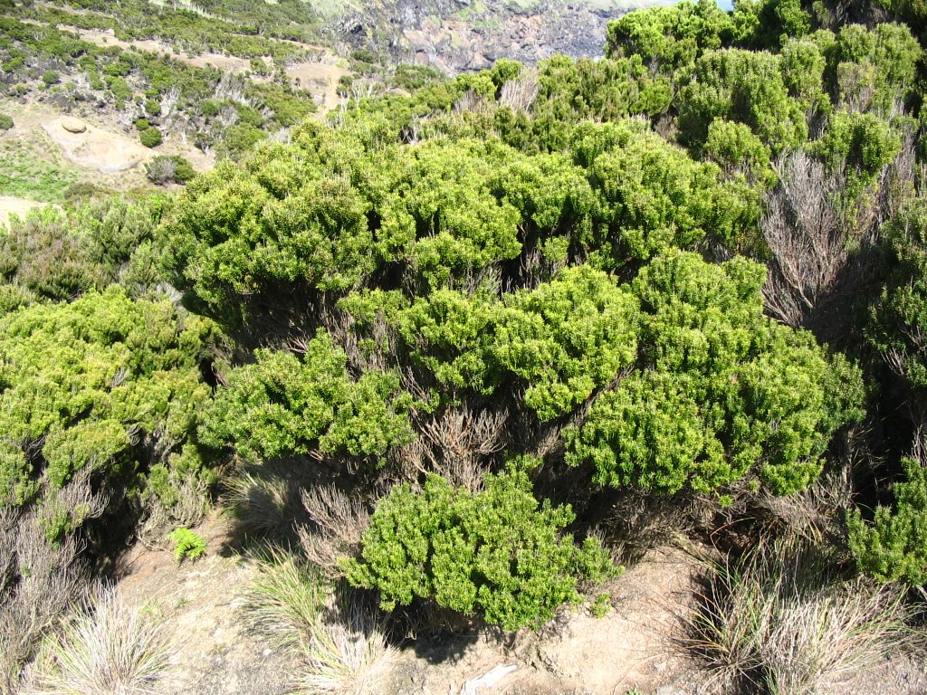 [Blogjardim+073.jpg]