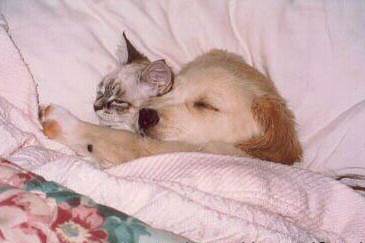 [Kitty+and+Puppy+sleeping.jpg]