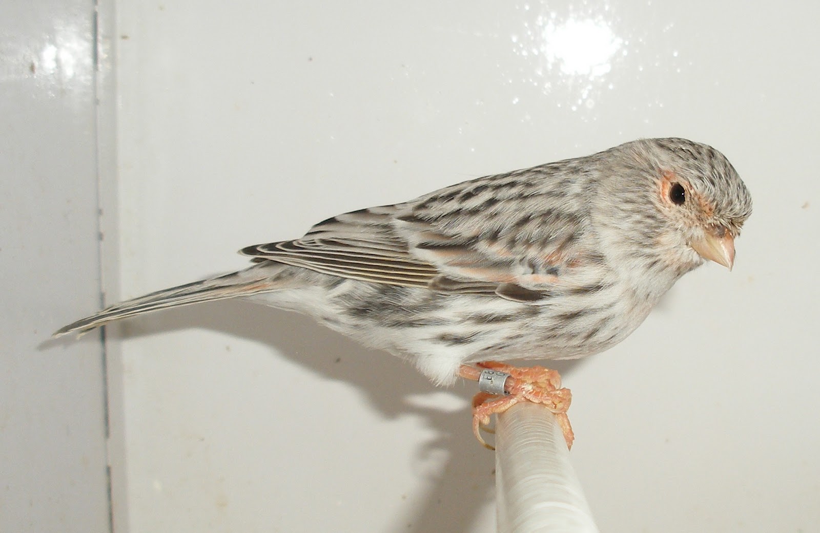 Aviario Montosa: Hembra Agata Rojo Mosaico