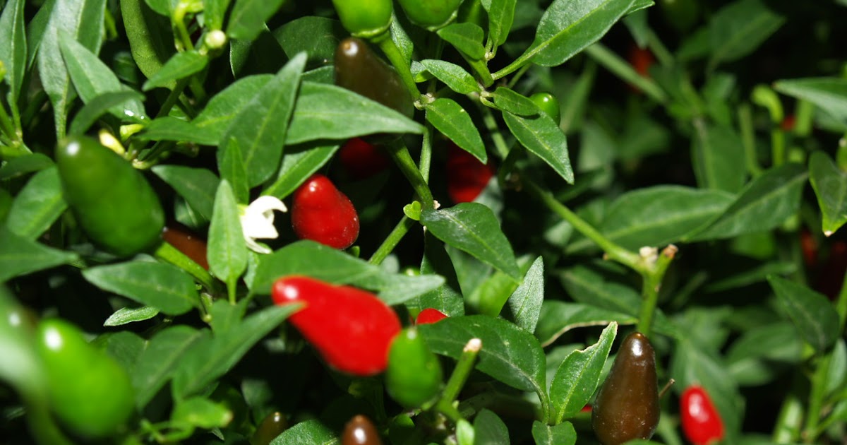 Florez Nursery Bird'sEye Chilli Pepper