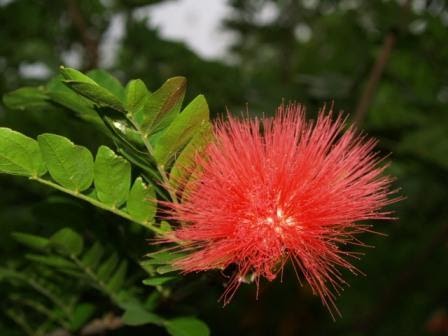 Florez Nursery: Calliandra haematocephala, Red Powder Puff