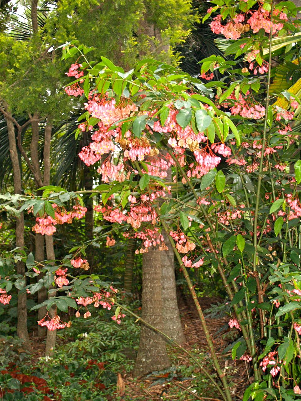Florez Nursery Canestem Begonia