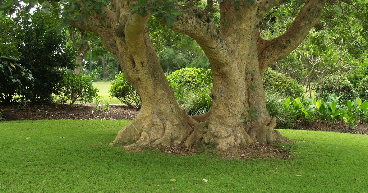 Florez Nursery Durban Grass